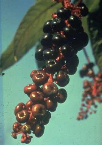Phytolacca spag. Zimpel D2
